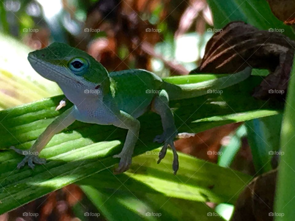 Lovely lizard viewing the giant intruder