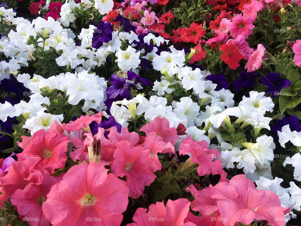 The summer colorful flowers of petunia. Flower carpet. Flower petals background. 
