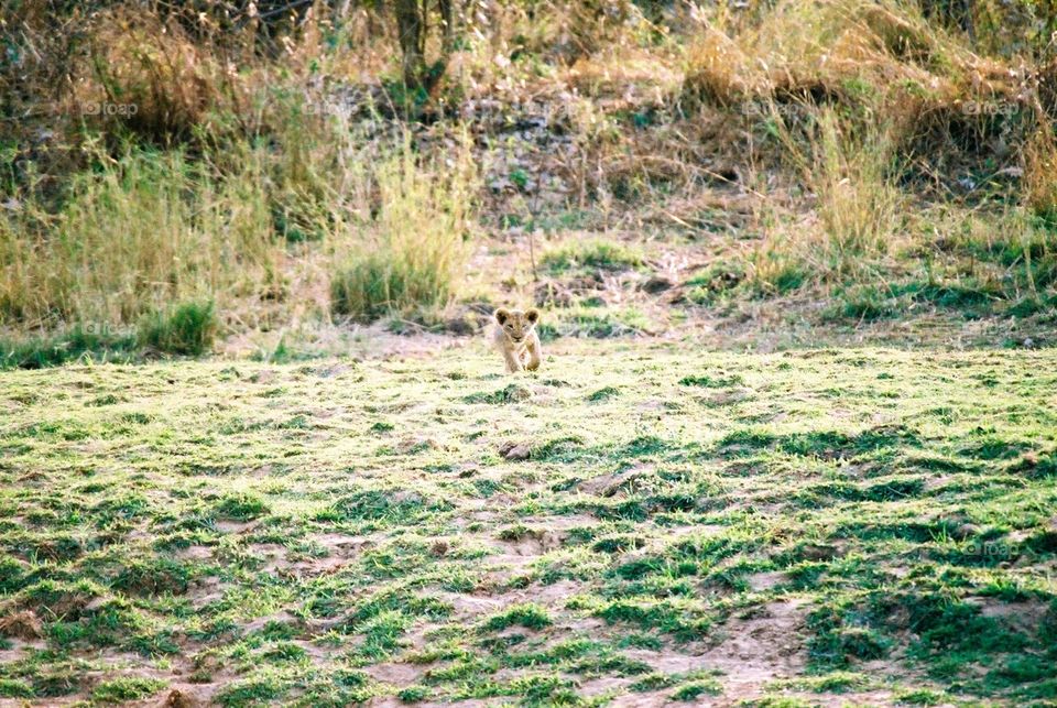 Lion cub