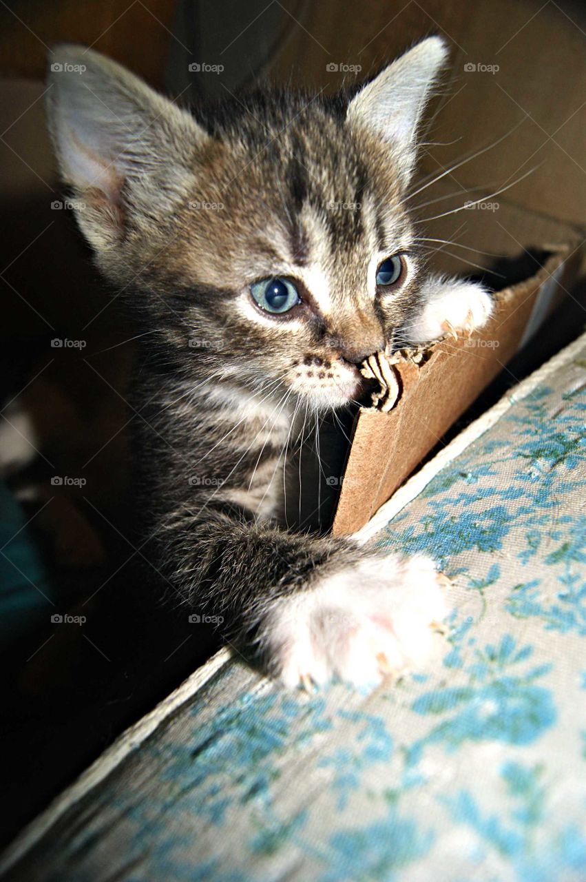 любопытный котенок