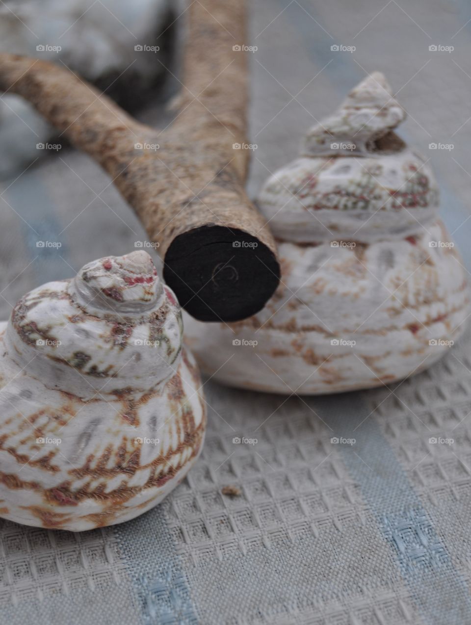 shells on the table in Dominican Republic