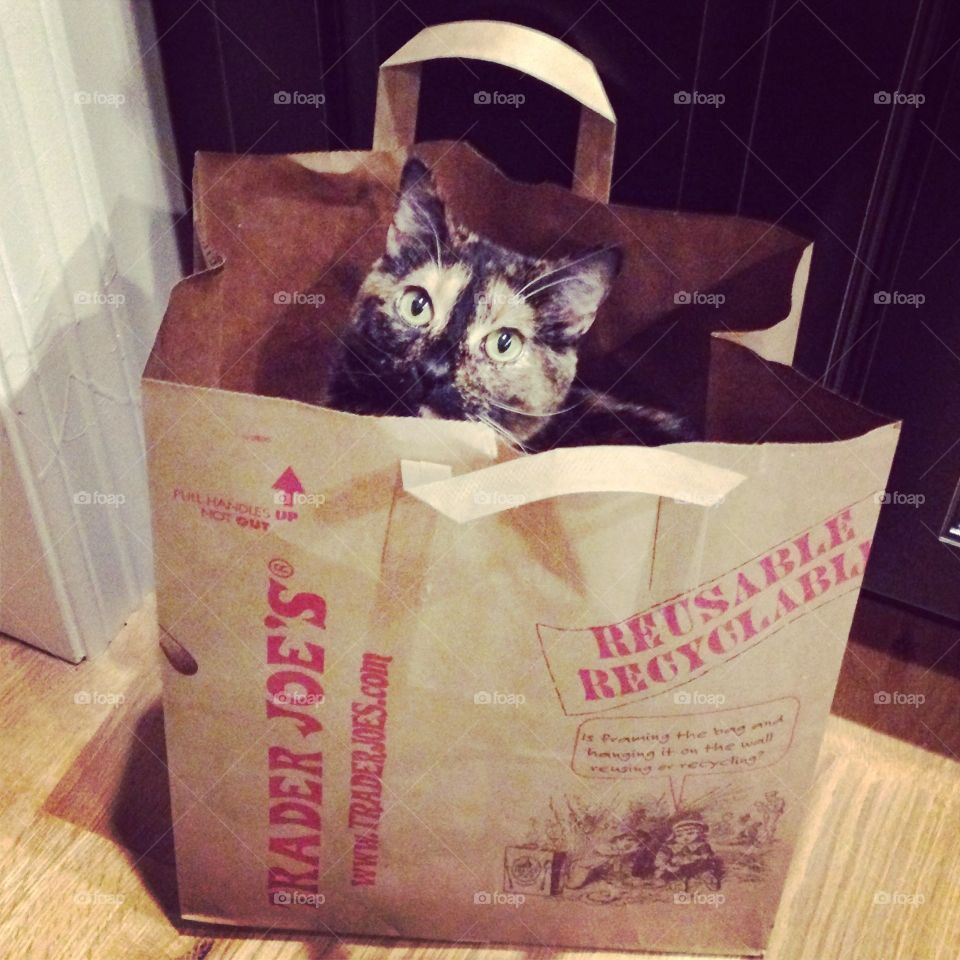 Cat in the bag. Trader joes