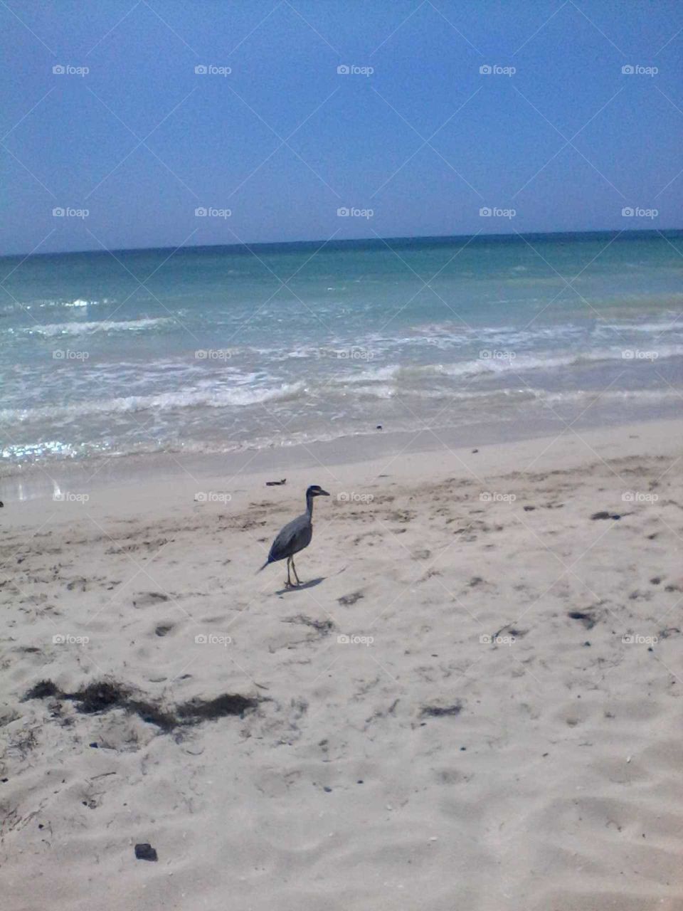 the beach is so beautiful even the bird come to have a swim as well look how peaceful the bird is.