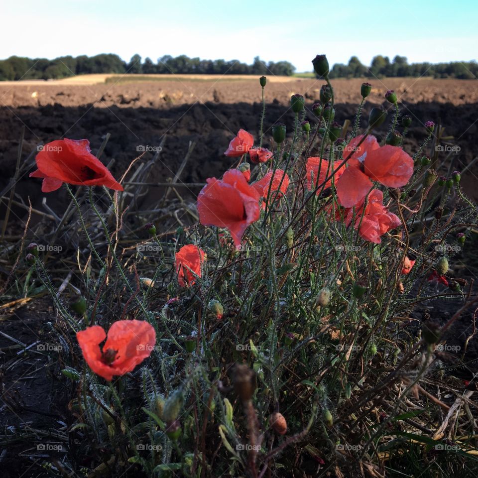 Bedraggled Poppies ... Autumn is around the corner 