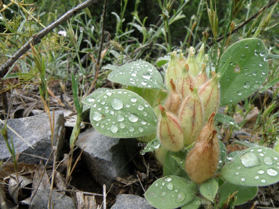 Water drops on plant