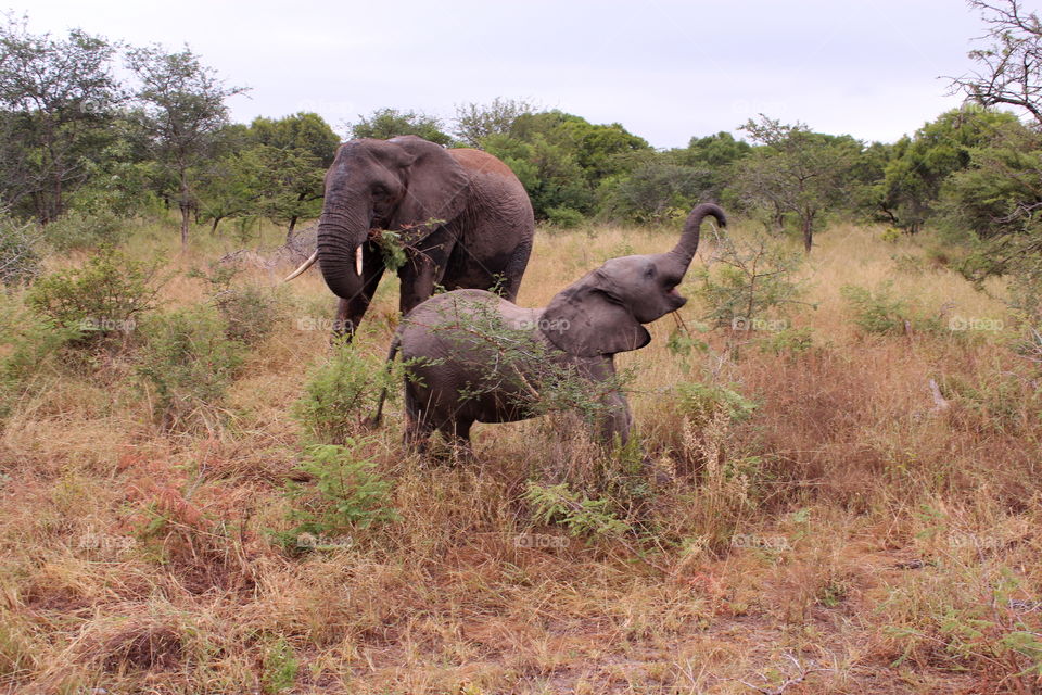 Elephants. Mom and baby in bush