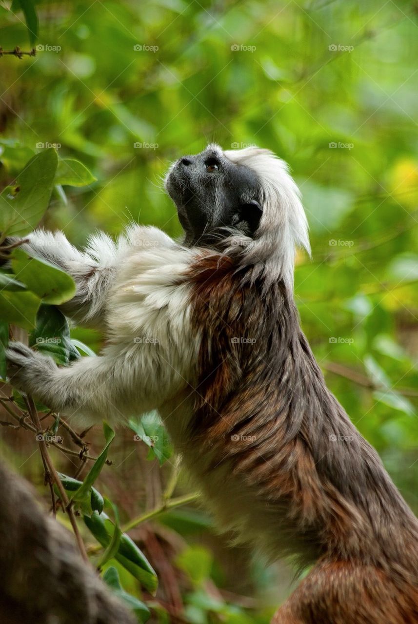 Cotton top Tamarin #a4314