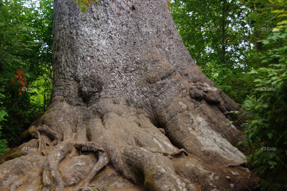 Siska spruce tree
