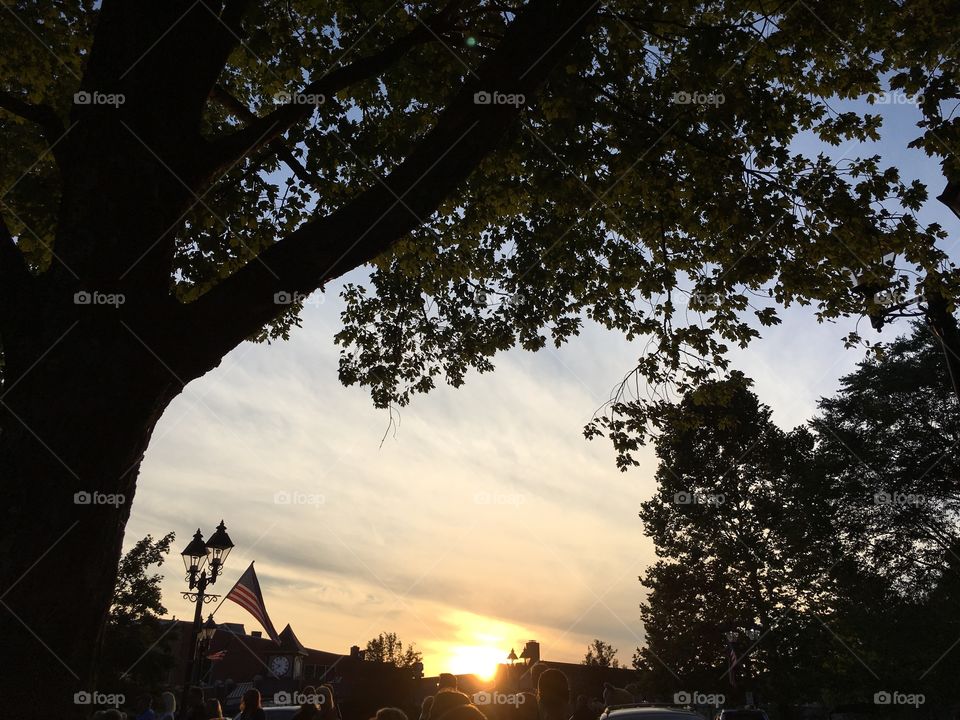 Trees and sunset in CT