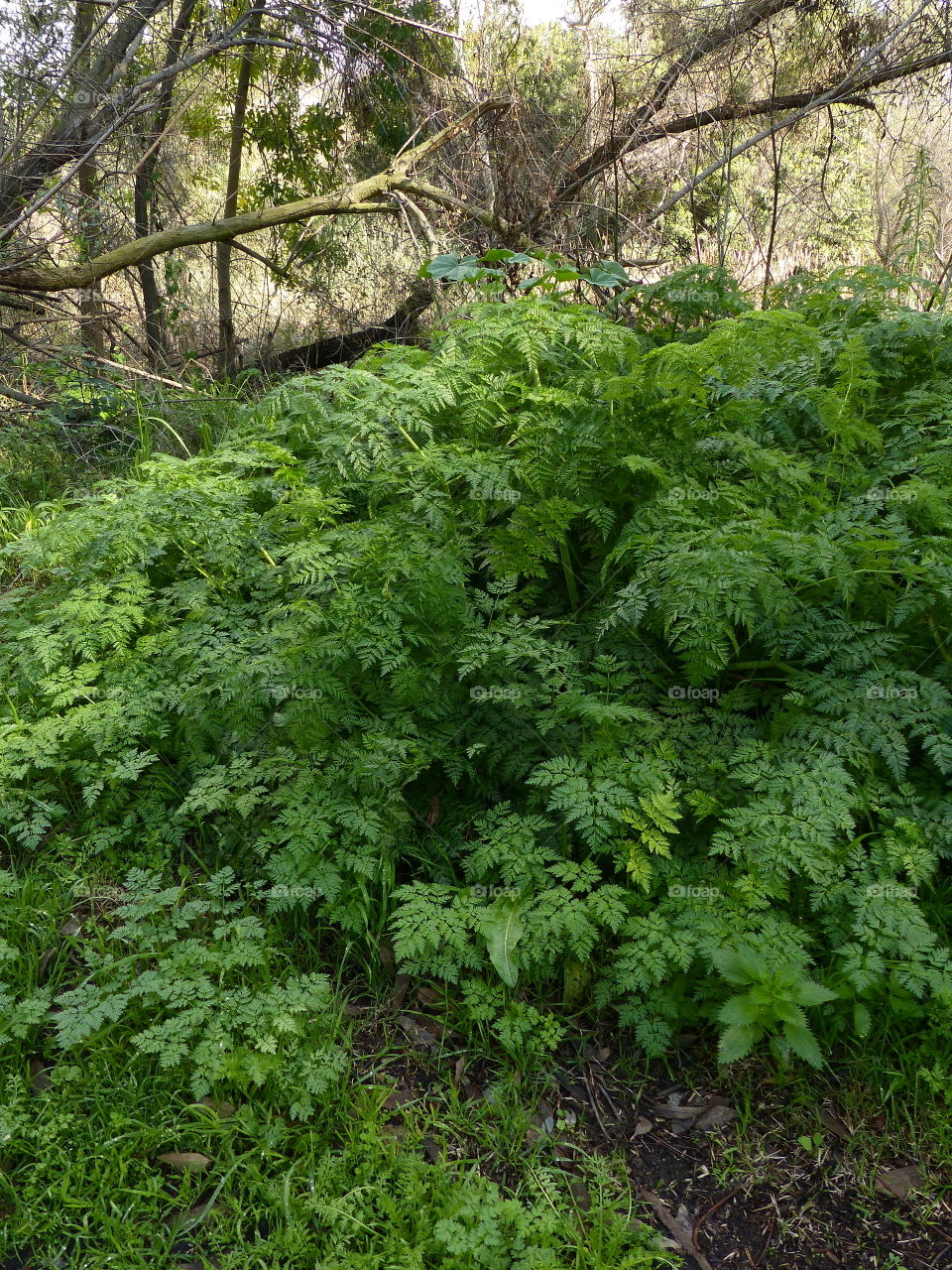 Bright green forest ferns 