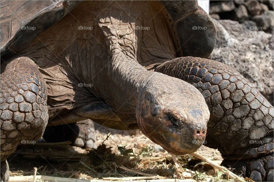 Lonesome George