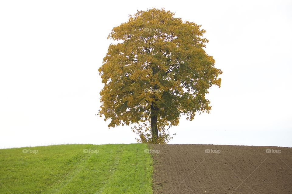 Single autumn tree on hill