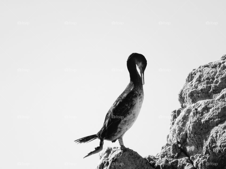 The bird acts as a model