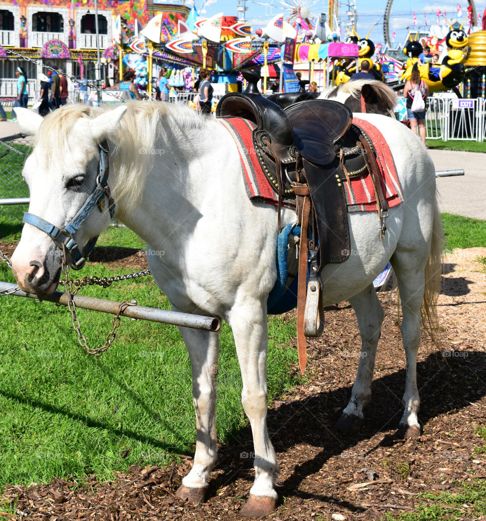 Pony ride at the state / county fair