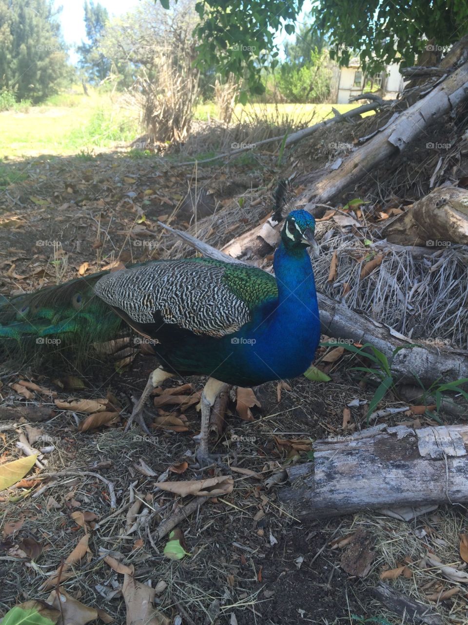 Shy peacock