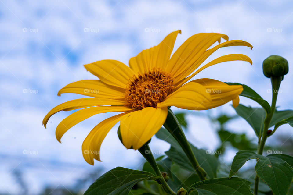 Mexican sunflower weed (Tithonia diversifolia)