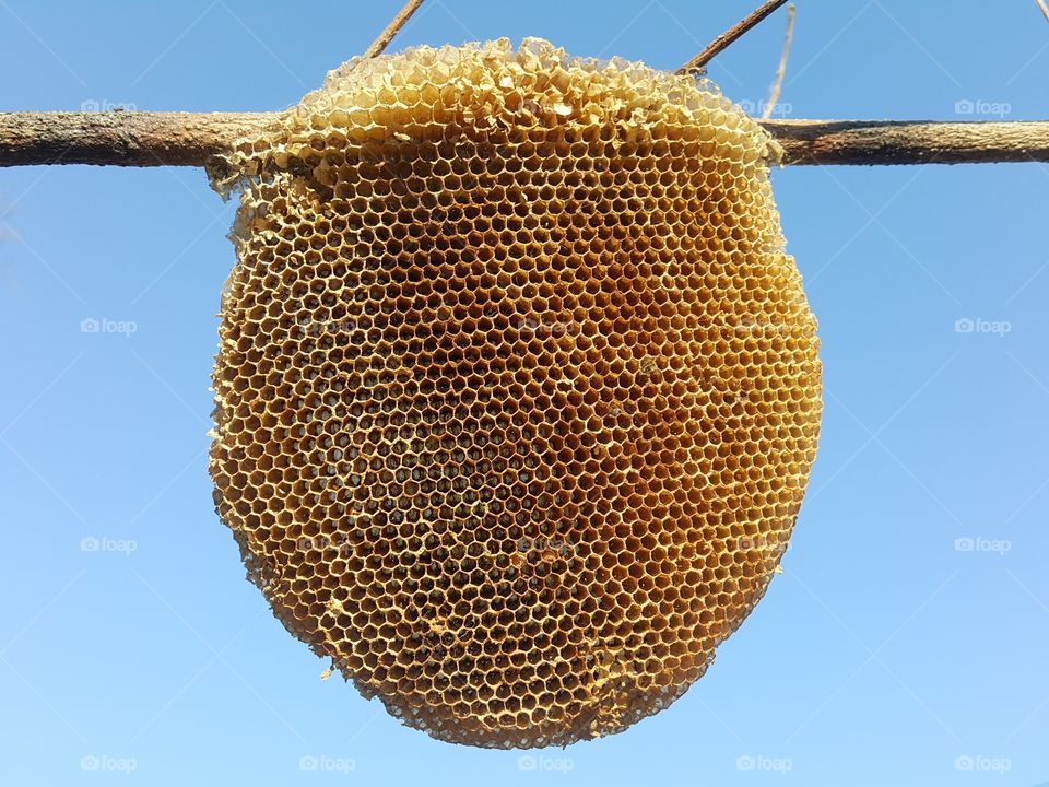 Beehive