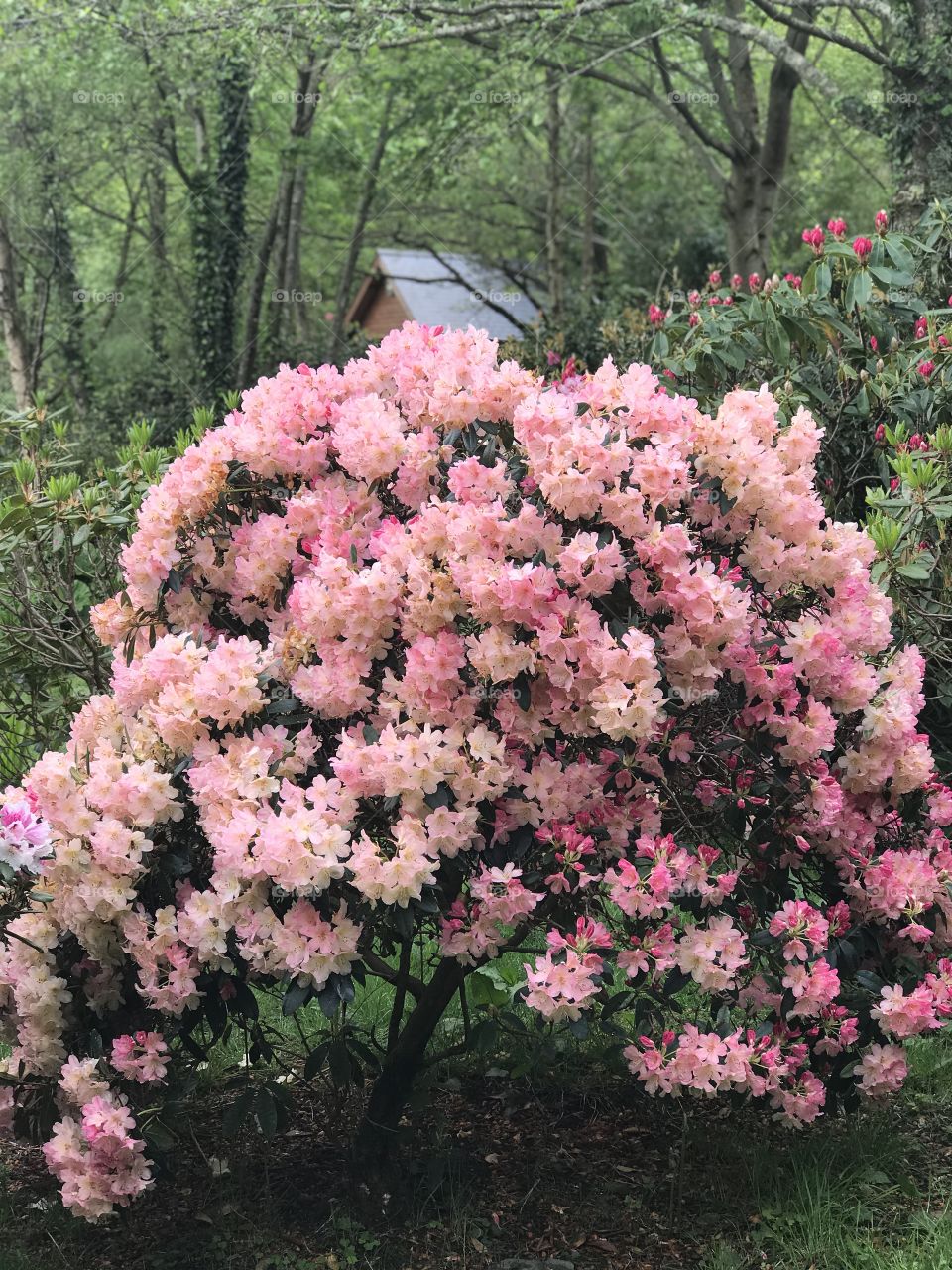 Lovely Rhododendron flowers 🌺 
