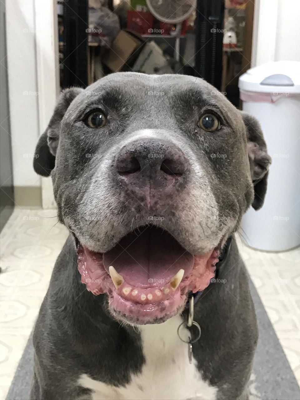 A pitt bull named Grayson. He is panting in front of the camera.