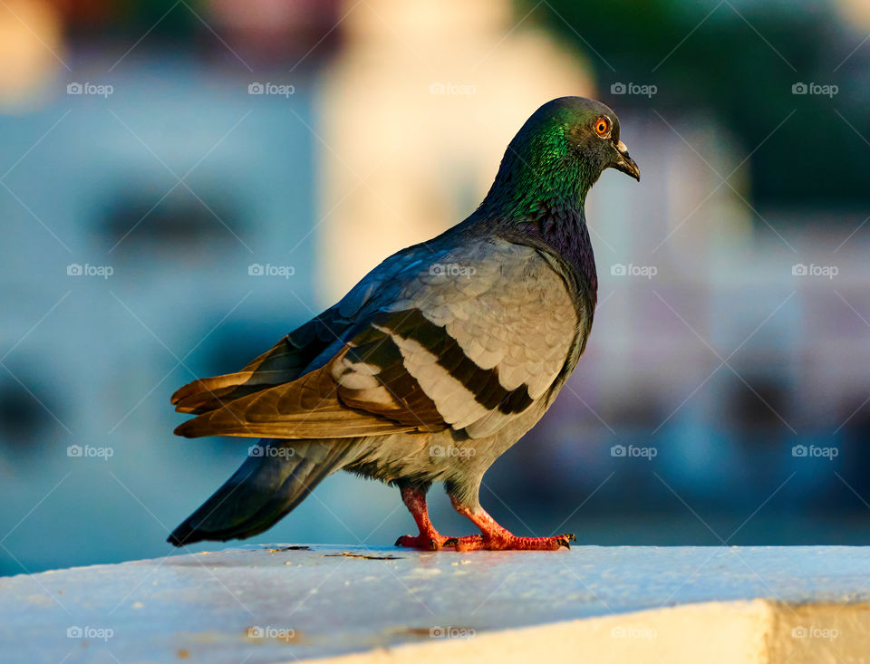 Bird photography - Dove - sun bask