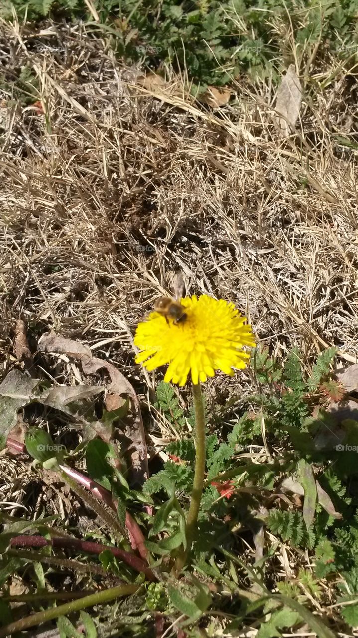 Winter Warmth. Bee on a dandelion in January. This is winter in Texas. 