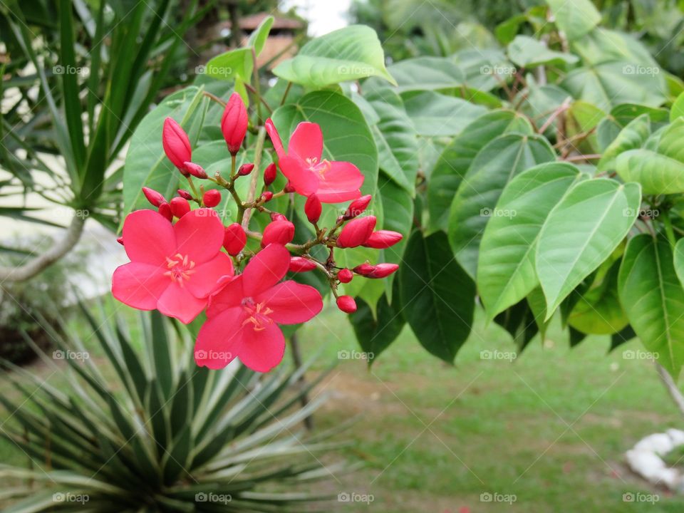 Tropical red flowers