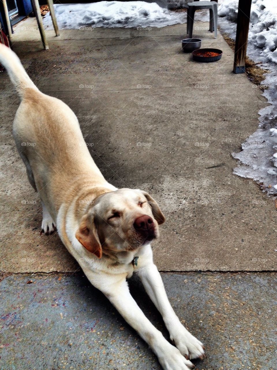 Downward Facing Dog