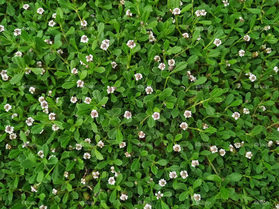 Seamless green grass background with clover leaves and small white flowers in garden