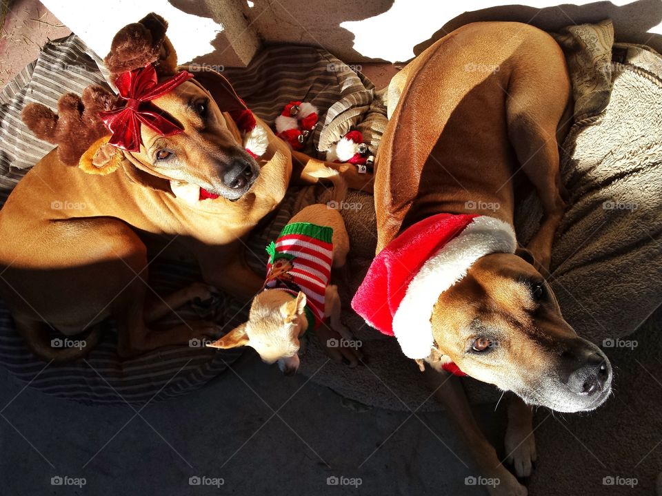 The pooches helping make a lazy flat lay greeting card for x mas