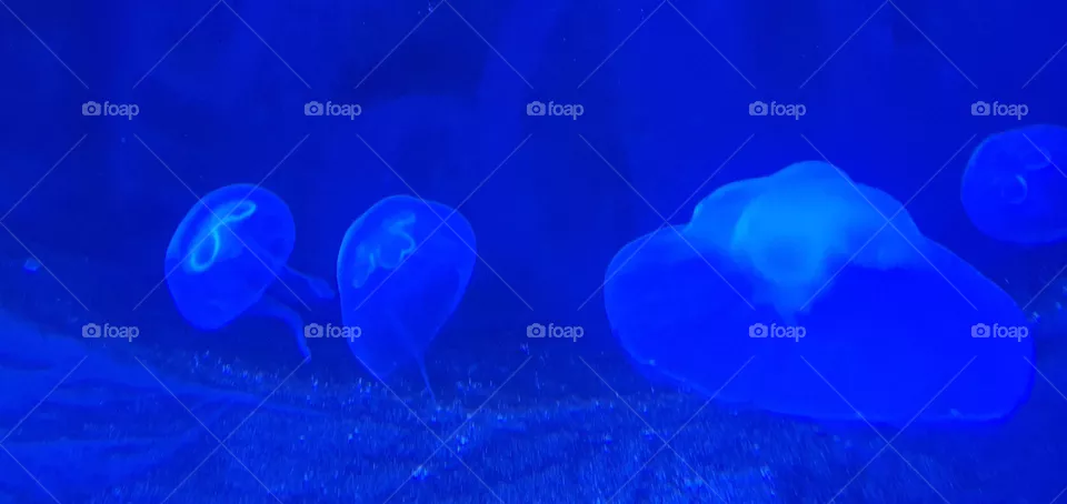 blu
