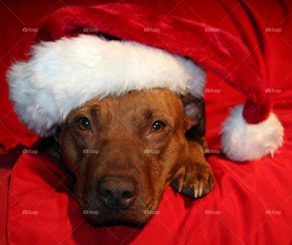Santa Paws