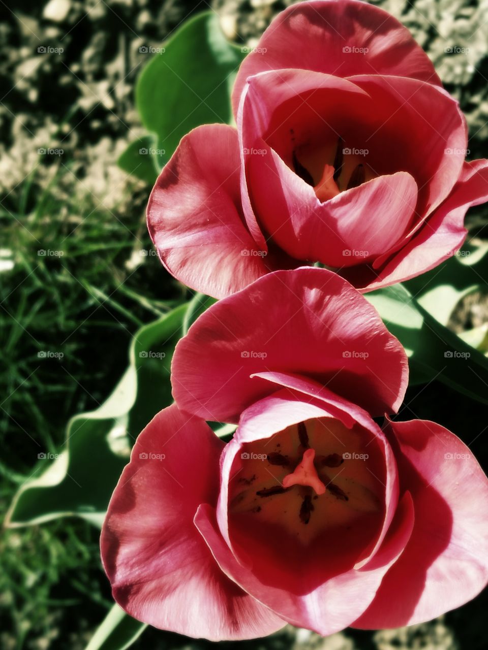 Tulips
