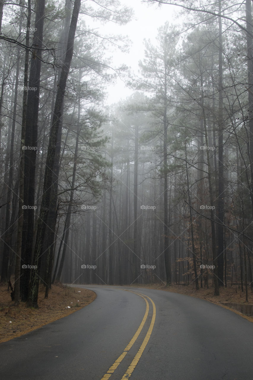 Foggy Road Trip