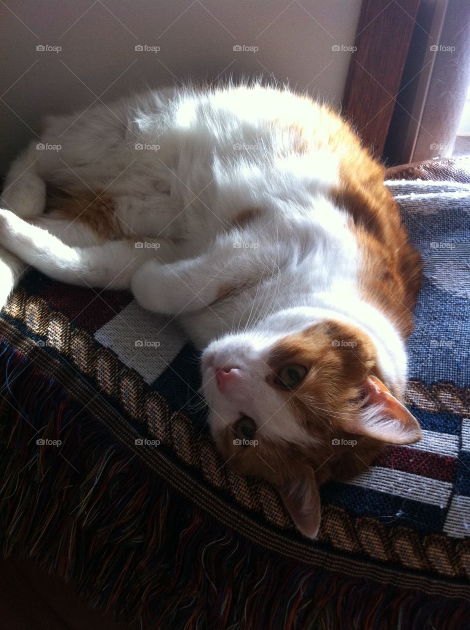 Gus Chillin'. My cat Gus chilling and flirting.