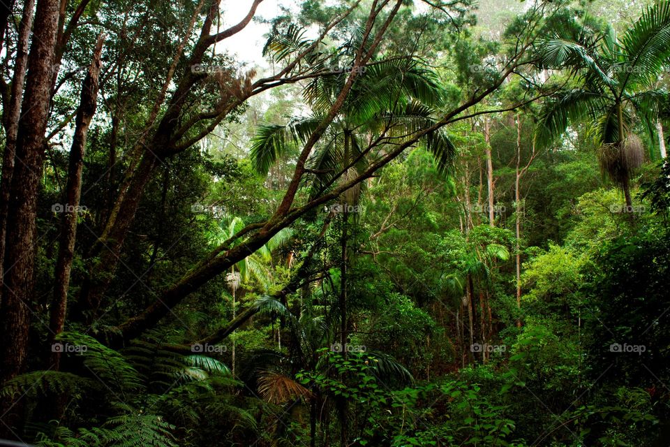 Rainforest Scene 