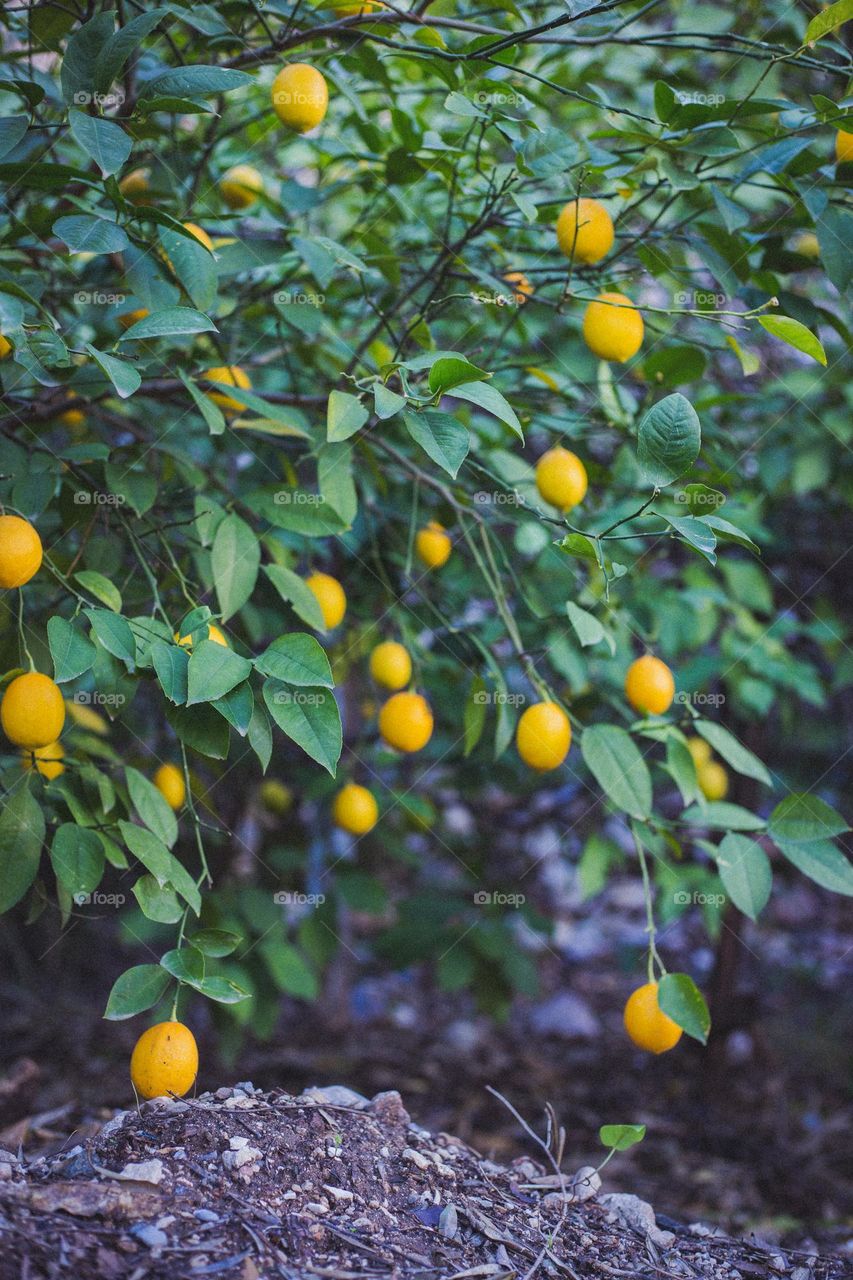 Lemon in Turkey 