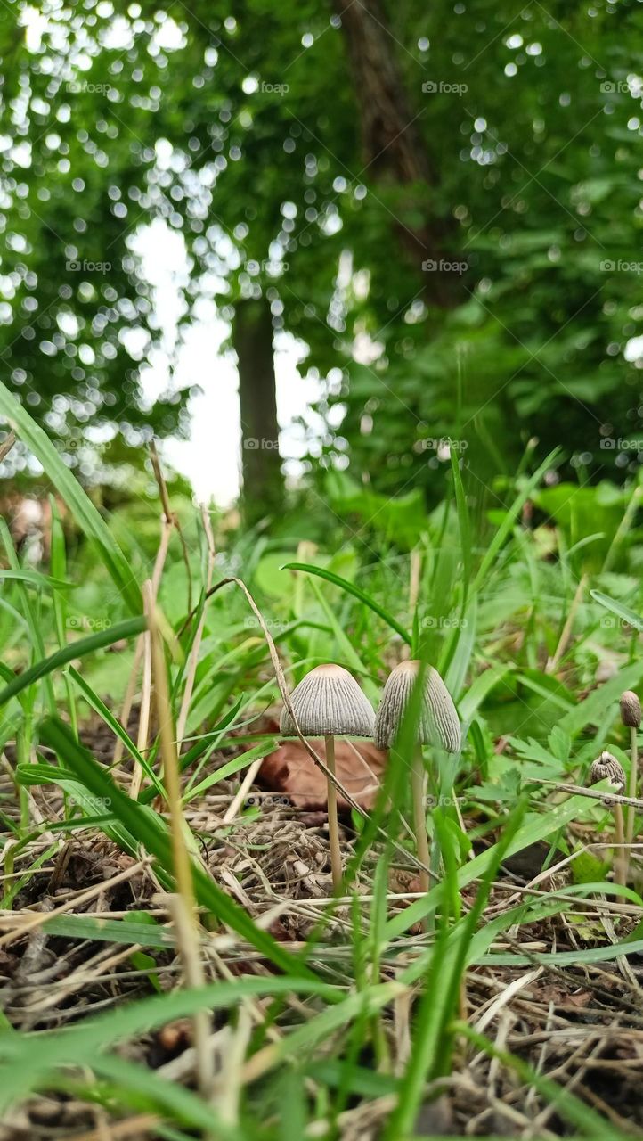 Mushroom magic, mushrooms, hats,summer,warmth,forest, mushrooms grow, mushroom kingdom, green grass, poisonous sisters