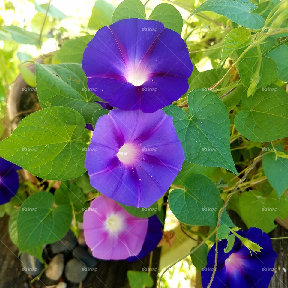 Colours of a morning glory