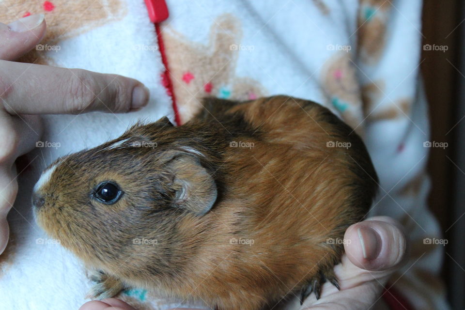 guinea pig