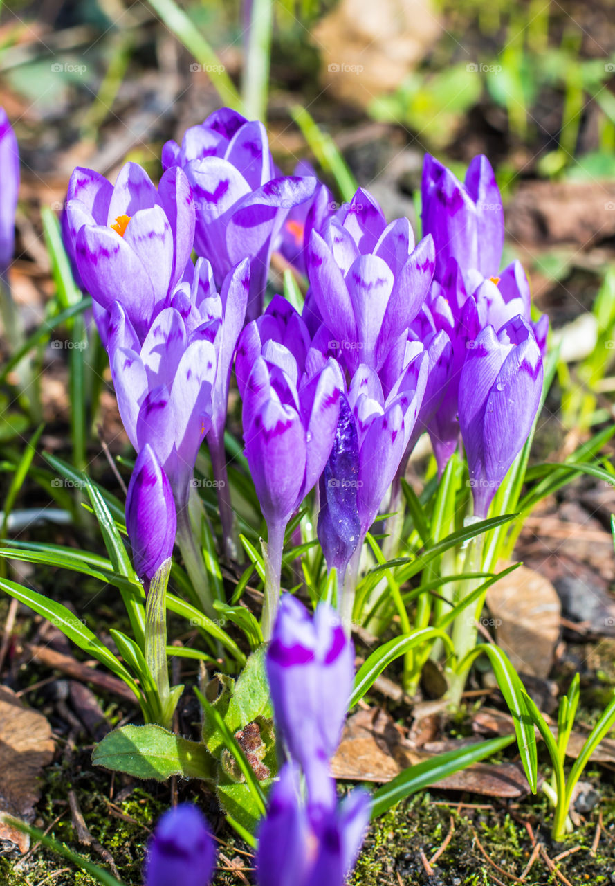 Spring flowers - crocuses