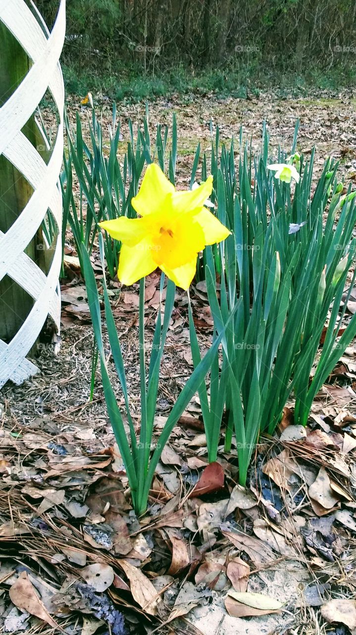 dafodil