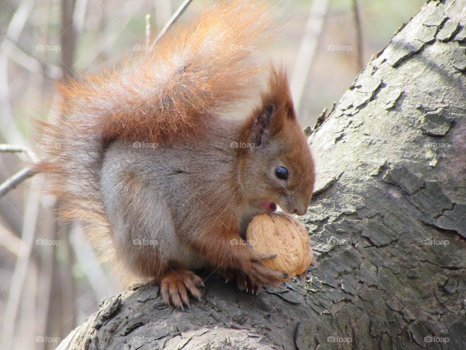 Squirrel in the city park