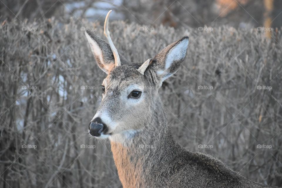 Broken antler