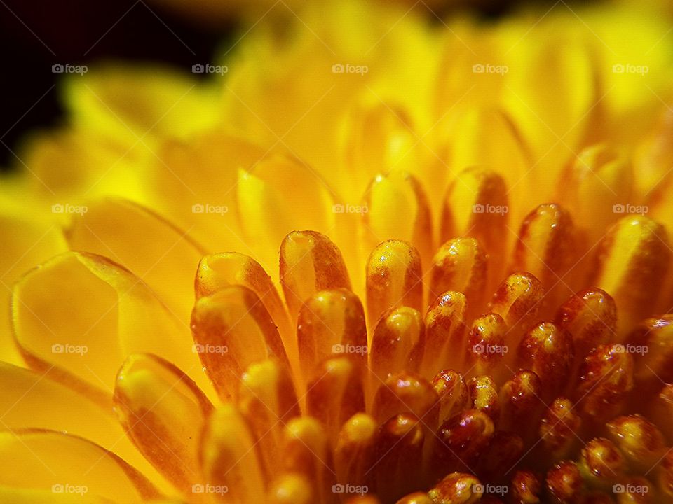 Flower ชื่อวิทยาศาสตร์ : Gerb. ชื่อวิทยาศาสตร์ : Gerbera jamesonii วงศ์ : Compositae ชื่อสามัญ : Gerbera ชื่ออื่น ๆ : Barberto Daisy, Transvaal Dai