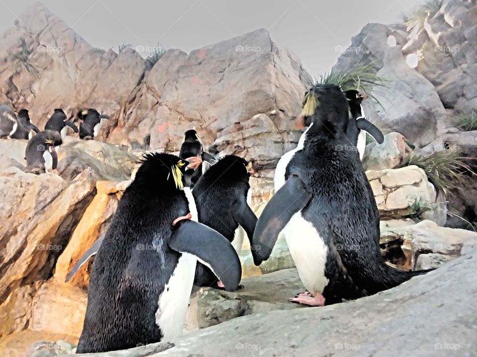 St. Louis Zoo penguins