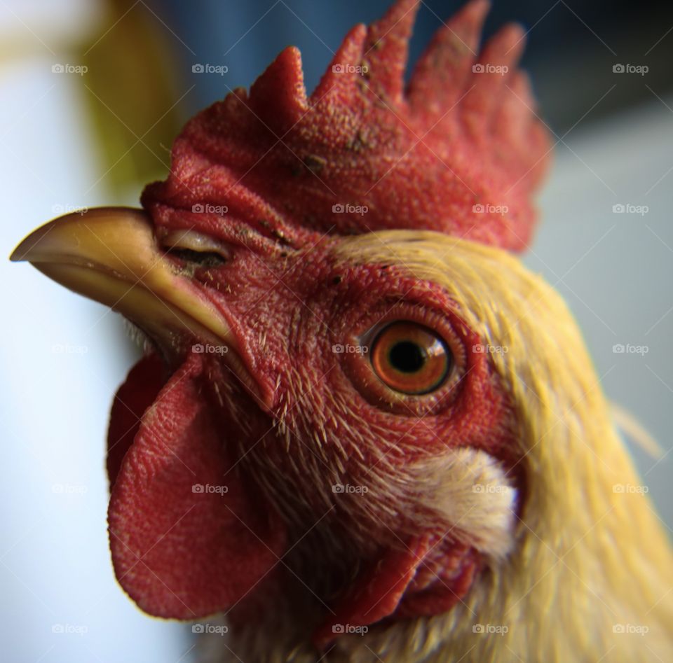Chicken's red head