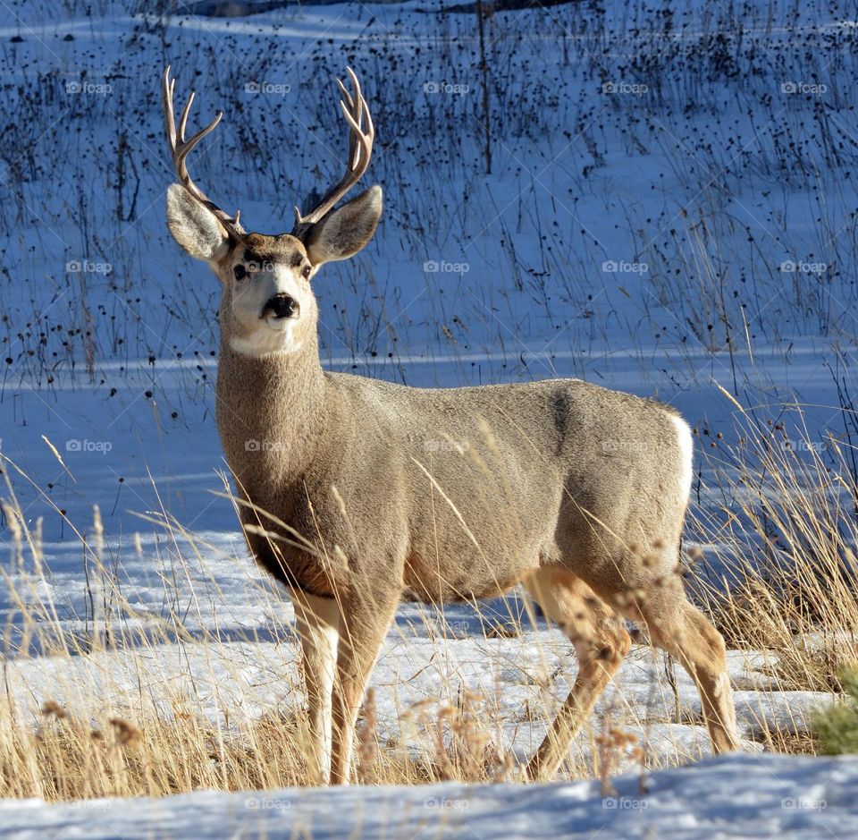 Beautiful brown colour deer