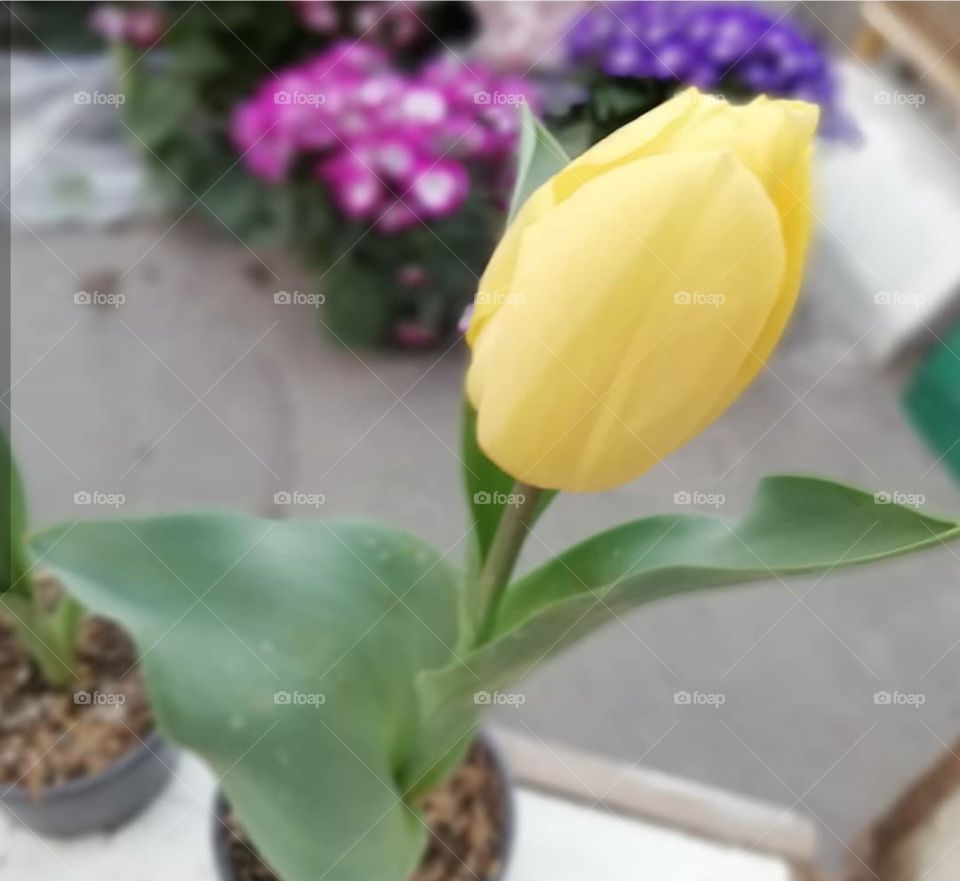 Yellow tulip