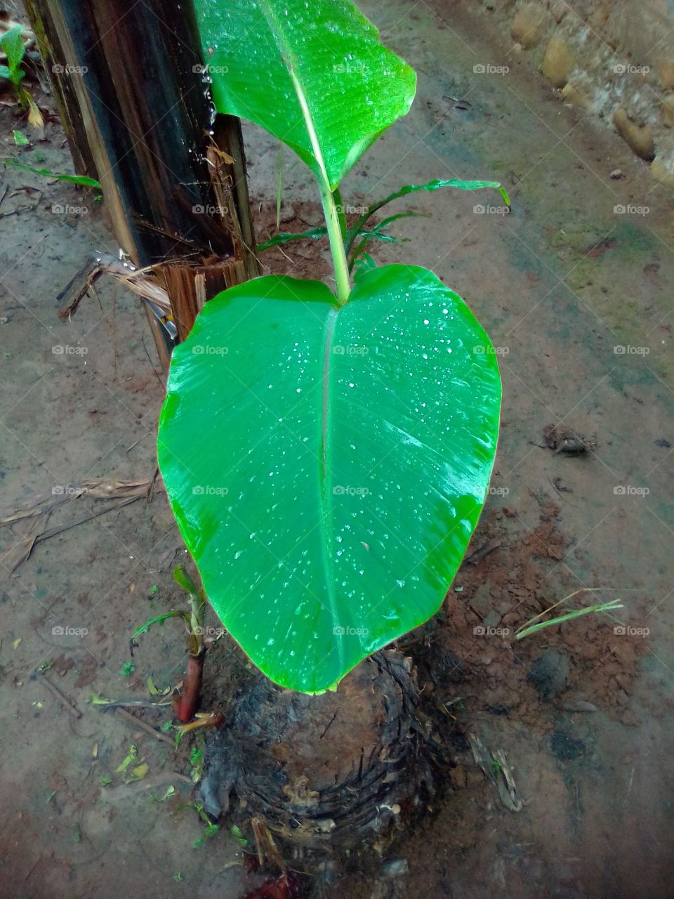 green leaf bananna tree