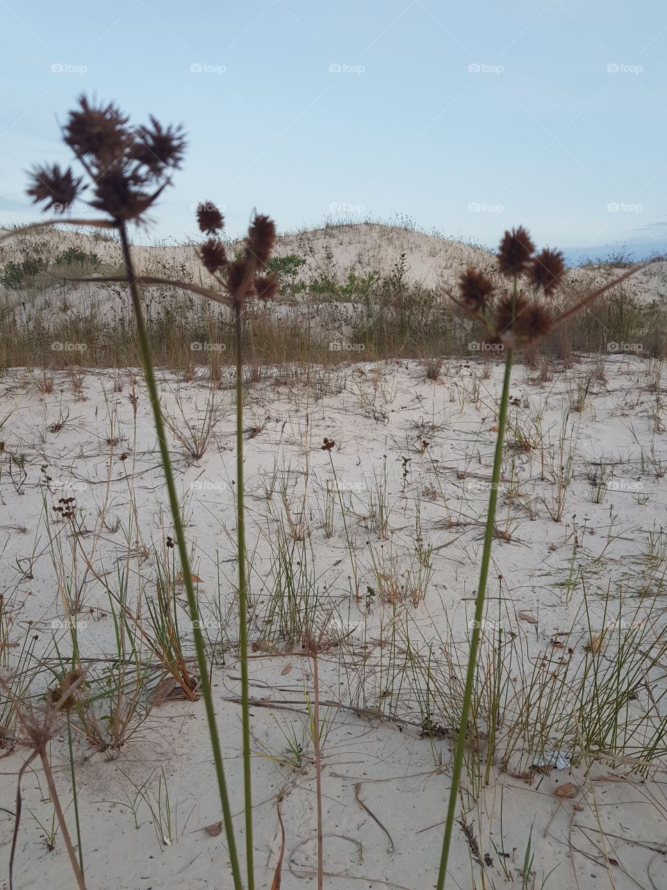 Inspiration in the Dunes